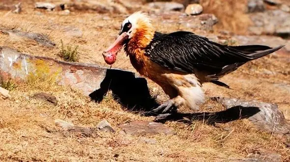 لحظه استخوان خوردن پرنده هما + فیلم