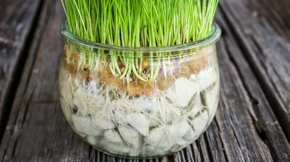 سبزه عید را در تنگ شیشه ای با این روش درست کنید
