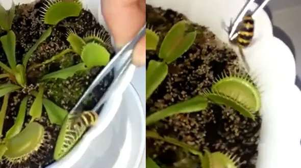 ببینید / زنبور طعمه گیاه گوشتخوار شد + فیلم