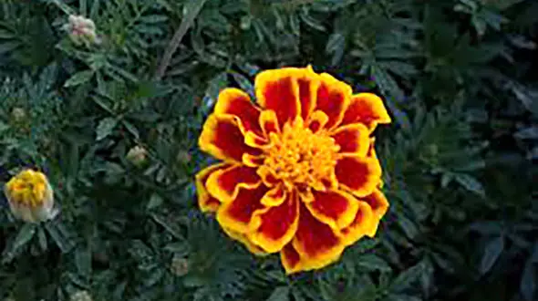 فال ابجد امروز / 12 اسفند + فیلم