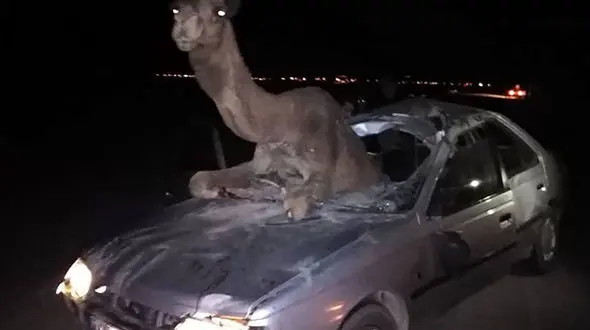 برخورد با شتر 5 مصدوم بر جا گذاشت + عکس