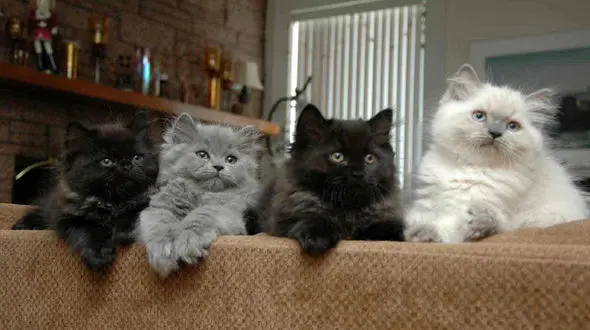 درمان بیماری های کلیه به کمک گربه‌ها 