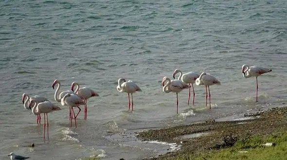 حال خوب دریاچه ارومیه با افزایش تعداد فلامینگوها 