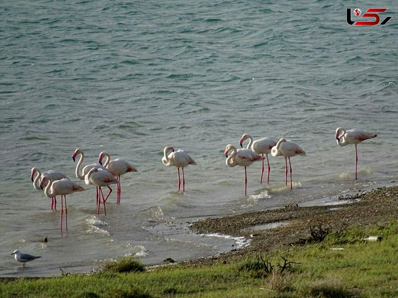 حال خوب دریاچه ارومیه با افزایش تعداد فلامینگوها 