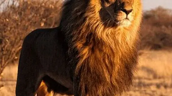 از حمله شیر ها تا جوجه اردک هایی که لانه را ترک میکنند