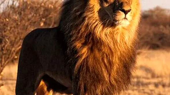 از حمله شیر ها تا جوجه اردک هایی که لانه را ترک میکنند