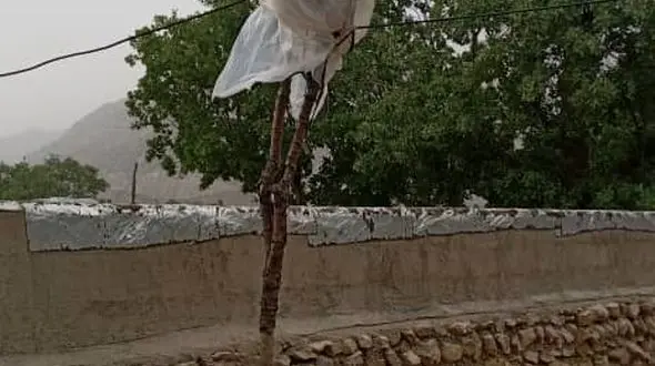 عجیب ترین تصویر از کنتور برق در باغ‌ملک خوزستان