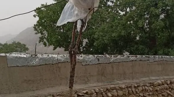 عجیب ترین تصویر از کنتور برق در باغ‌ملک خوزستان