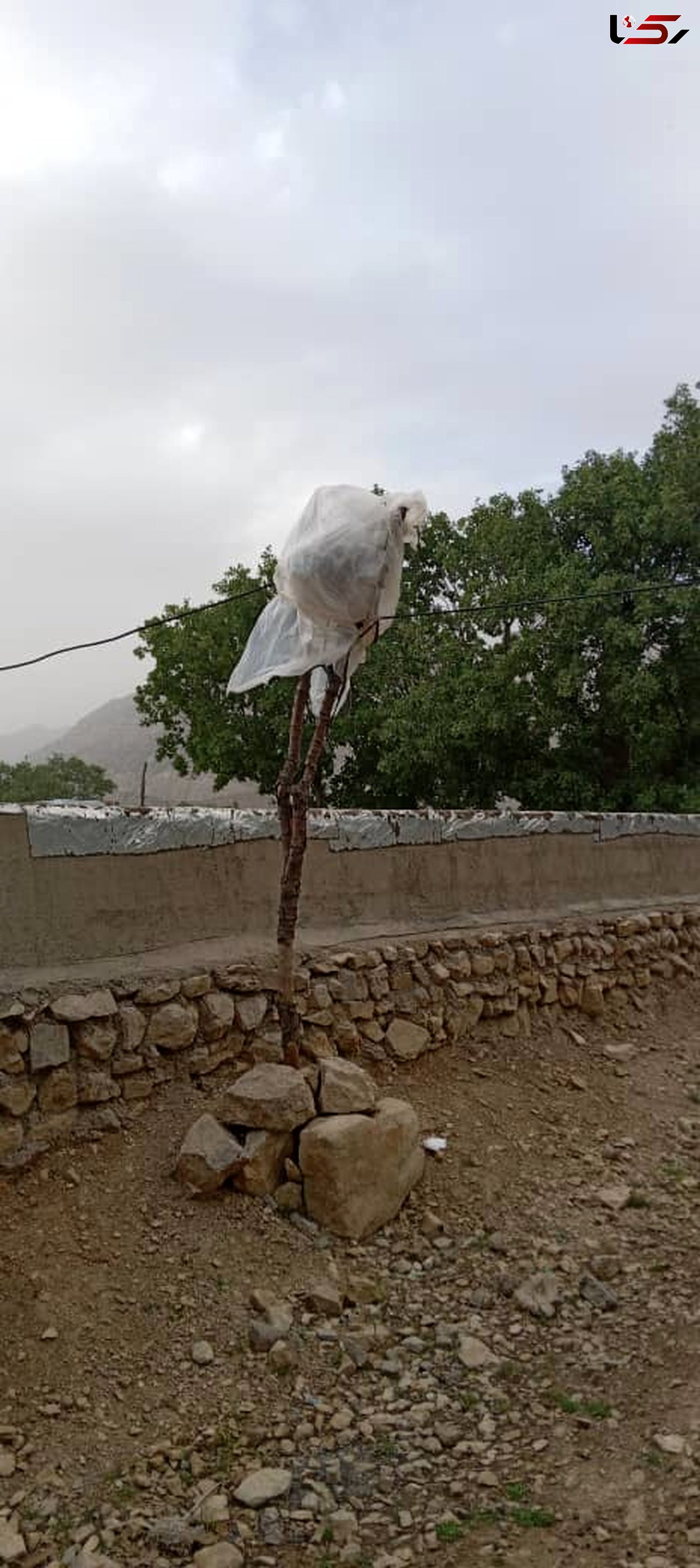 عجیب ترین تصویر از کنتور برق در باغ‌ملک خوزستان