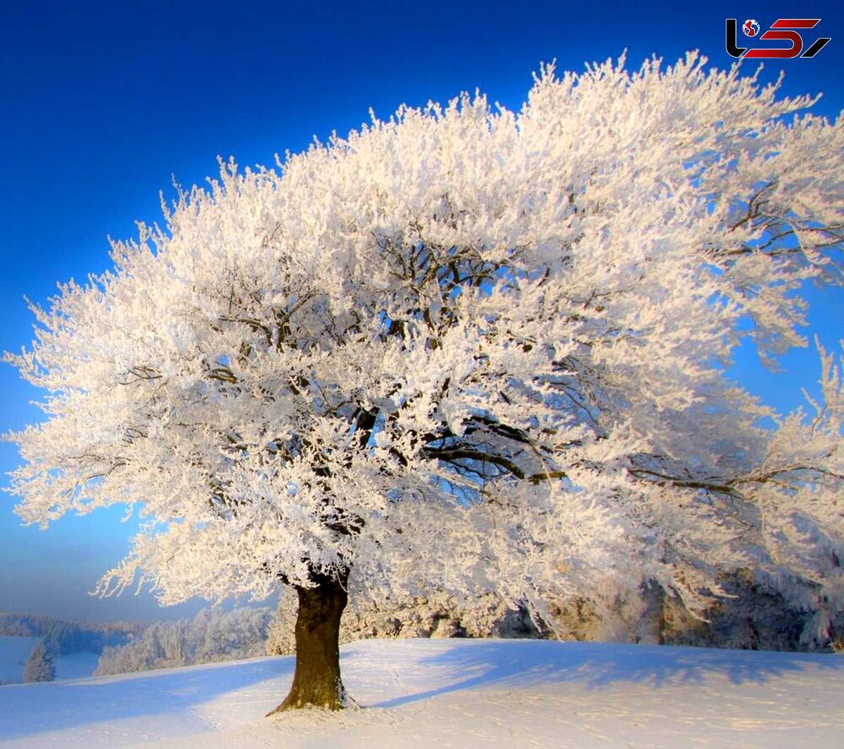  لرستان سیبری شد / سرما و یخبندان شدید 