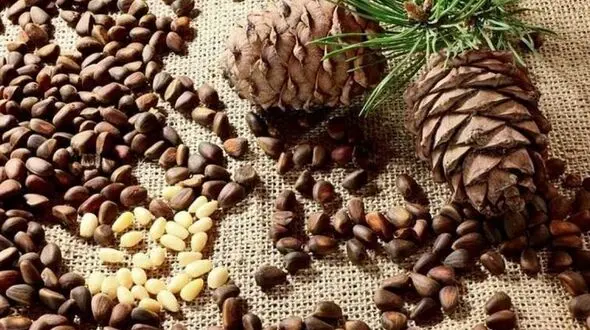جوانی با ارزان ترین دانه روغنی 