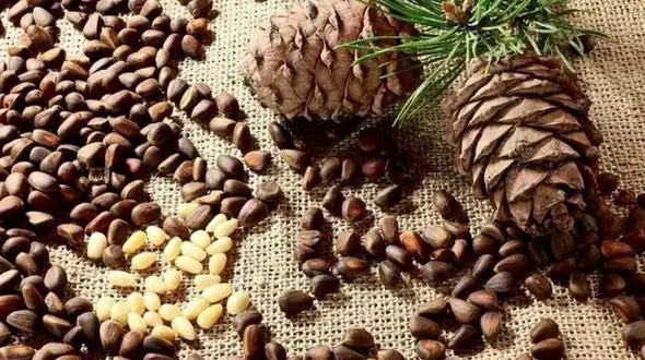 جوانی با ارزان ترین دانه روغنی 