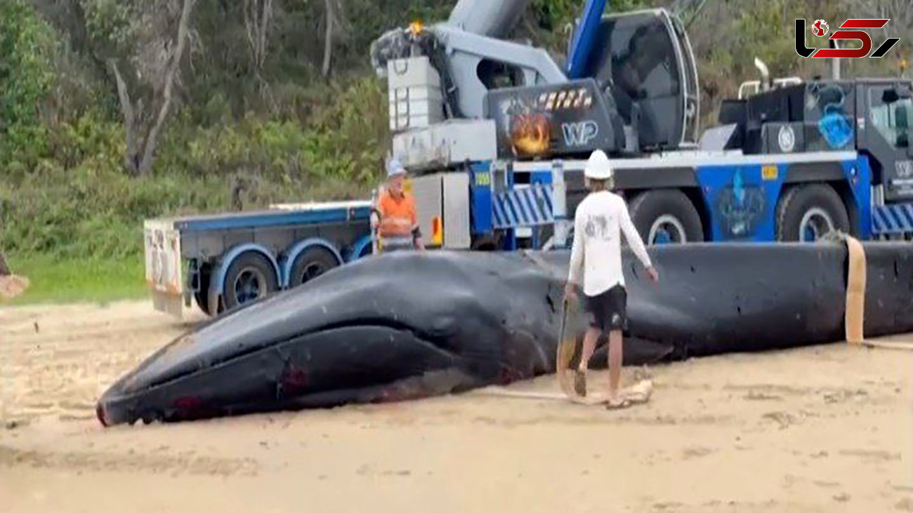 نهنگ به گل نشسته در سواحل استرالیا کشته شد