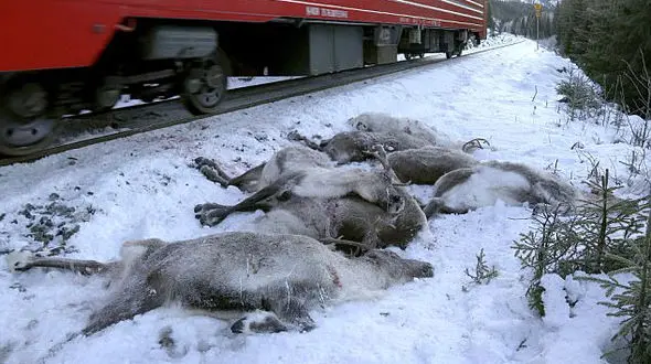 تصویری تکاندهنده از مرگ 106 گوزن در برخورد با قطار + عکس