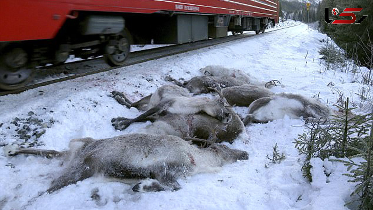 تصویری تکاندهنده از مرگ 106 گوزن در برخورد با قطار + عکس