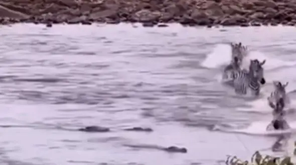 از حمله تمساح ها به دسته گورخر ها تا جدال بر سر غذا