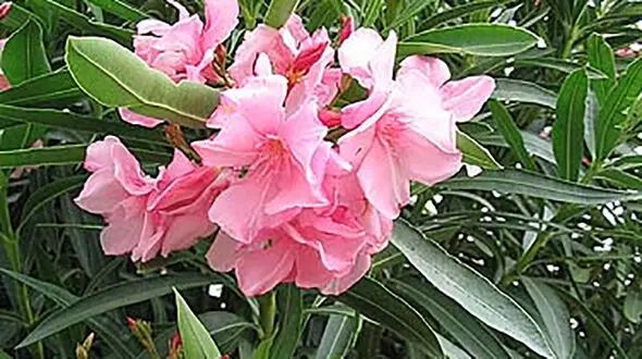 گیاهی زیبا که باعث ایست قلبی می شود+عکس