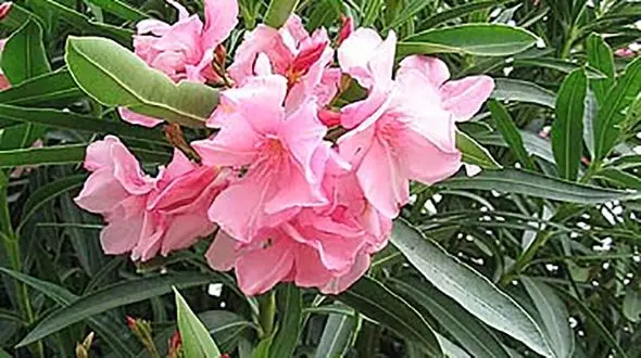 گیاهی زیبا که باعث ایست قلبی می شود+عکس