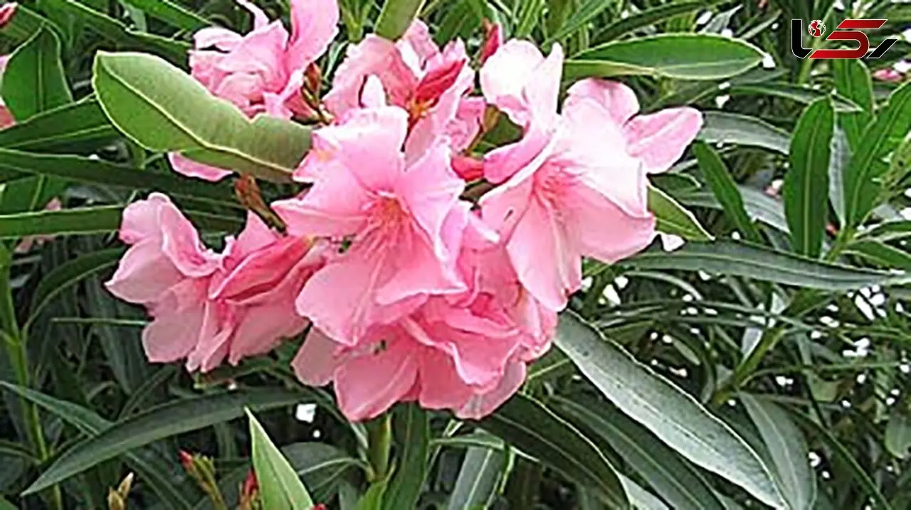 گیاهی زیبا که باعث ایست قلبی می شود+عکس
