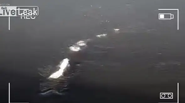 فیلم شنای موجود دریایی عجیب روی آب+ هیولای دریای یخی