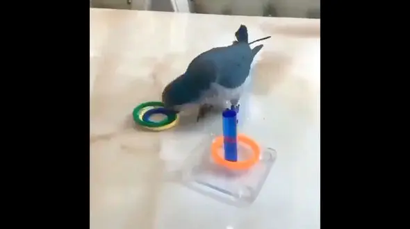 طوطی باهوش و همه فن حریف را ببینید / فیلم