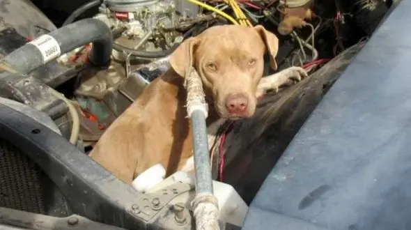 فیلم/ گیر کردن سگ بازیگوش داخل موتور یک خودرو! 