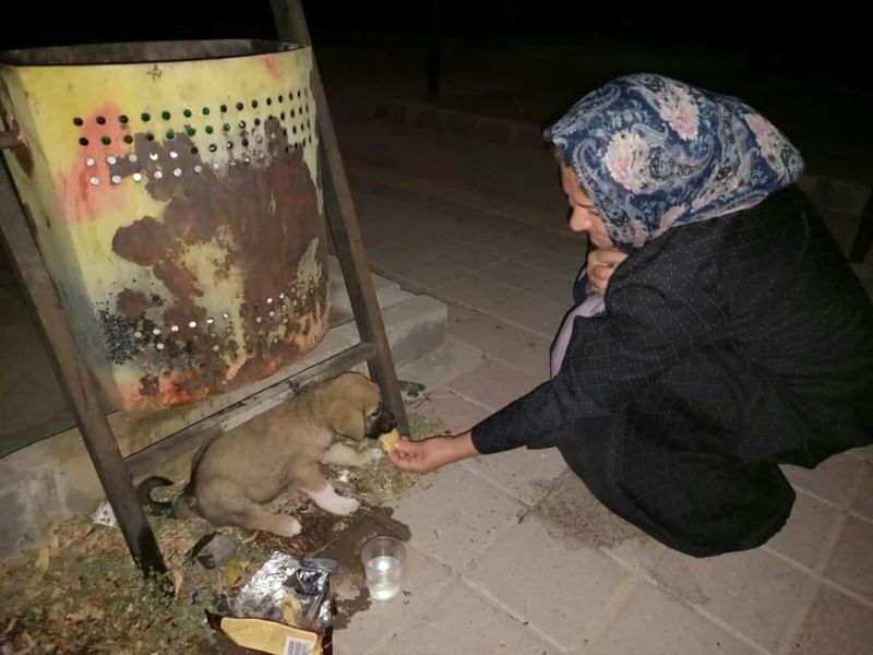 خانم معلم هشترودی چرا معروف شد  