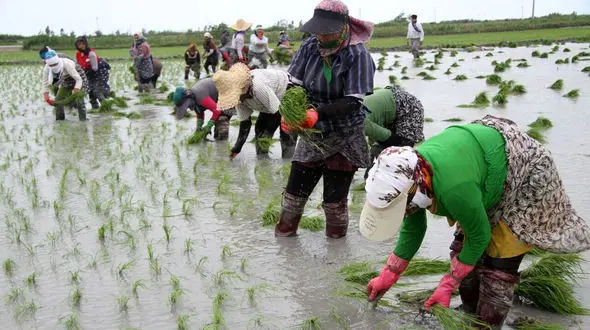 شالیکاران شمال، قربانی سیاست‌ های آزادسازی بازار و دلالی‌ ها / نقش وزارت جهاد کشاورزی تنها سکوت!