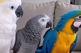 طوطی بدشانس با صاحبش قهر کرد / فیلم