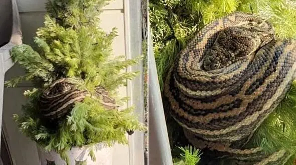 صحنه‌ای وحشتناک زن را تا مرز سکته برد+ عکس / انگلیس