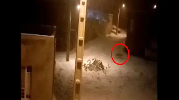 وحشت سردشتی ها از هجوم گرگ های گرسنه در شهر + فیلم