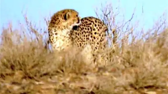 مشاهده یک یوزپلنگ آسیایی به نام مهشاد در پارک توران ! + 4 عکس دیدنی از این یوزپلنگ