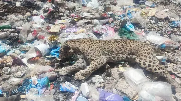 پلنگ دنا بی رحمانه  با گلوله کشته شده است