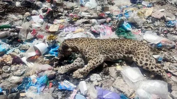 پلنگ دنا بی رحمانه  با گلوله کشته شده است