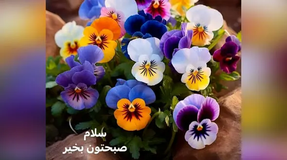 تفسیر فال روزانه 14 خرداد ماه