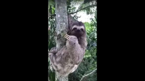 رفتار دیدنی یک تنبل با مردی که نجاتش داد + فیلم