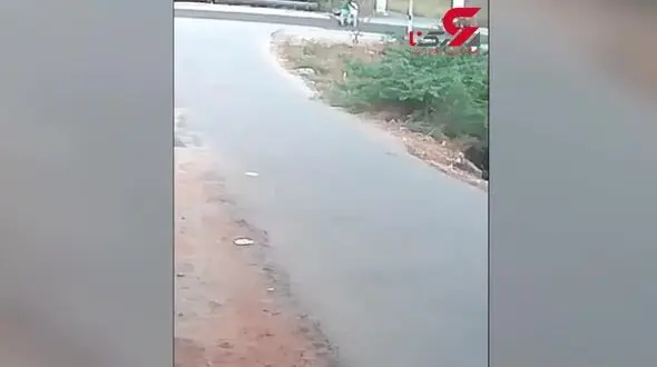 لحظه نفس گیر حمله مار وحشی به 2 دوچرخه سوار + فیلم