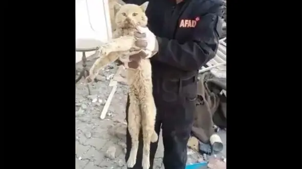 ببینید /نجات یک گربه از زیر آوار زلزله ترکیه پس از 21 روز