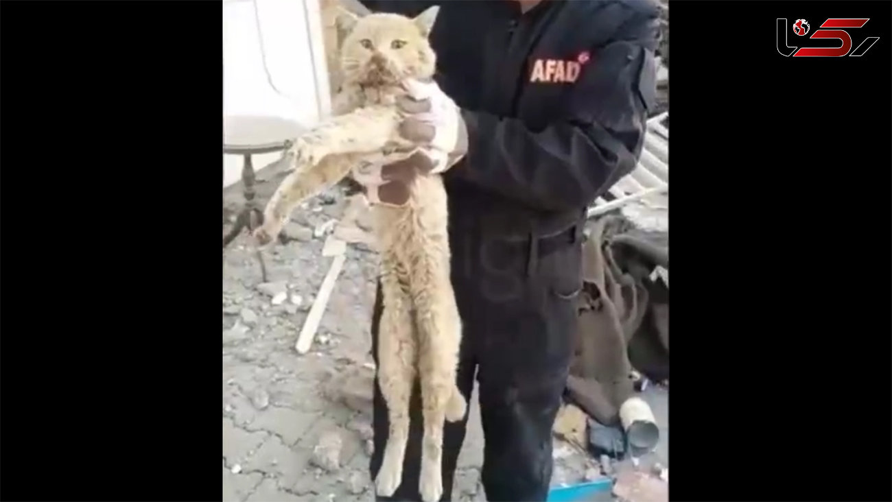 ببینید /نجات یک گربه از زیر آوار زلزله ترکیه پس از 21 روز