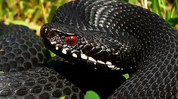 لحظه زایمان مار + فیلم