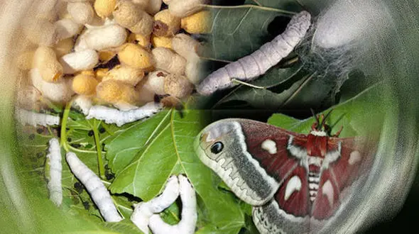 چینی ها و کره ای ها صنعت ابریشم ایران را نابود کردند