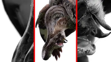 فیلم آغوش مرگبار مار به دور پرنده