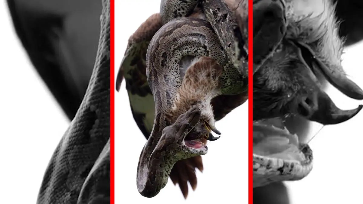 فیلم آغوش مرگبار مار به دور پرنده