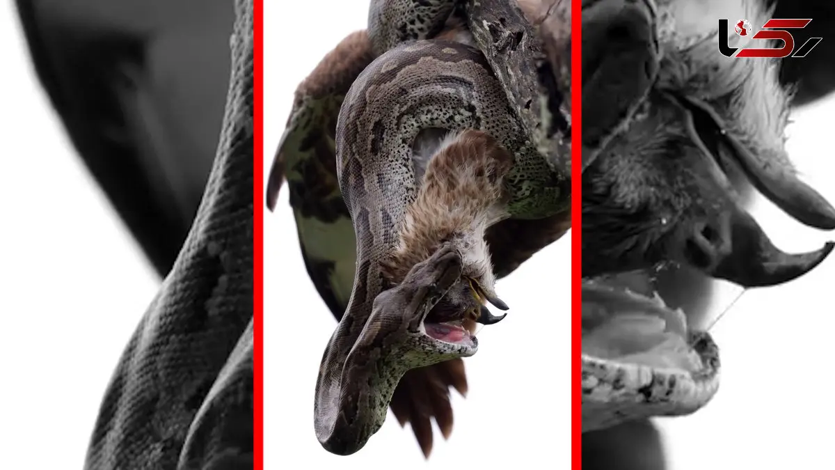 فیلم آغوش مرگبار مار به دور پرنده