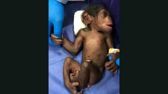 سرنوشت شامپانزه 3 ساله در کشور چه شد؟ + عکس