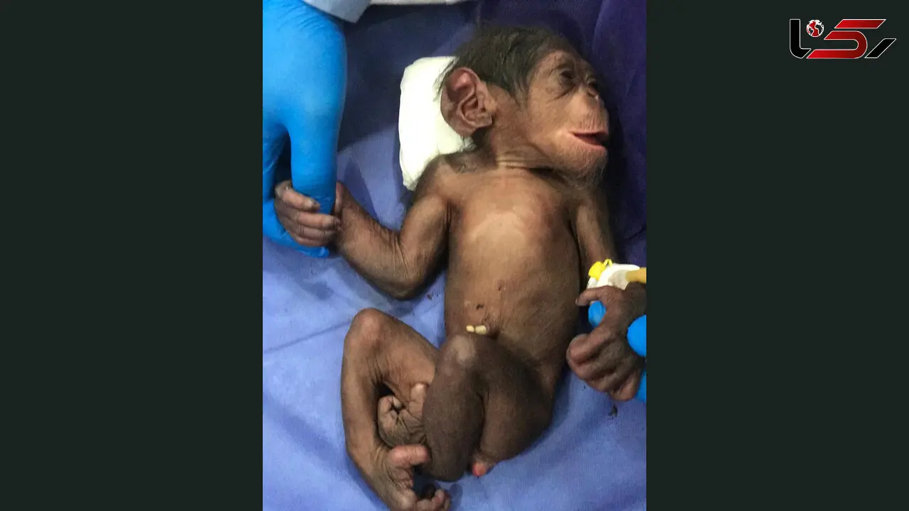 سرنوشت شامپانزه 3 ساله در کشور چه شد؟ + عکس