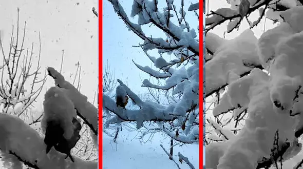 فیلم شدت گرفتن بارش برف در کوهرنگ