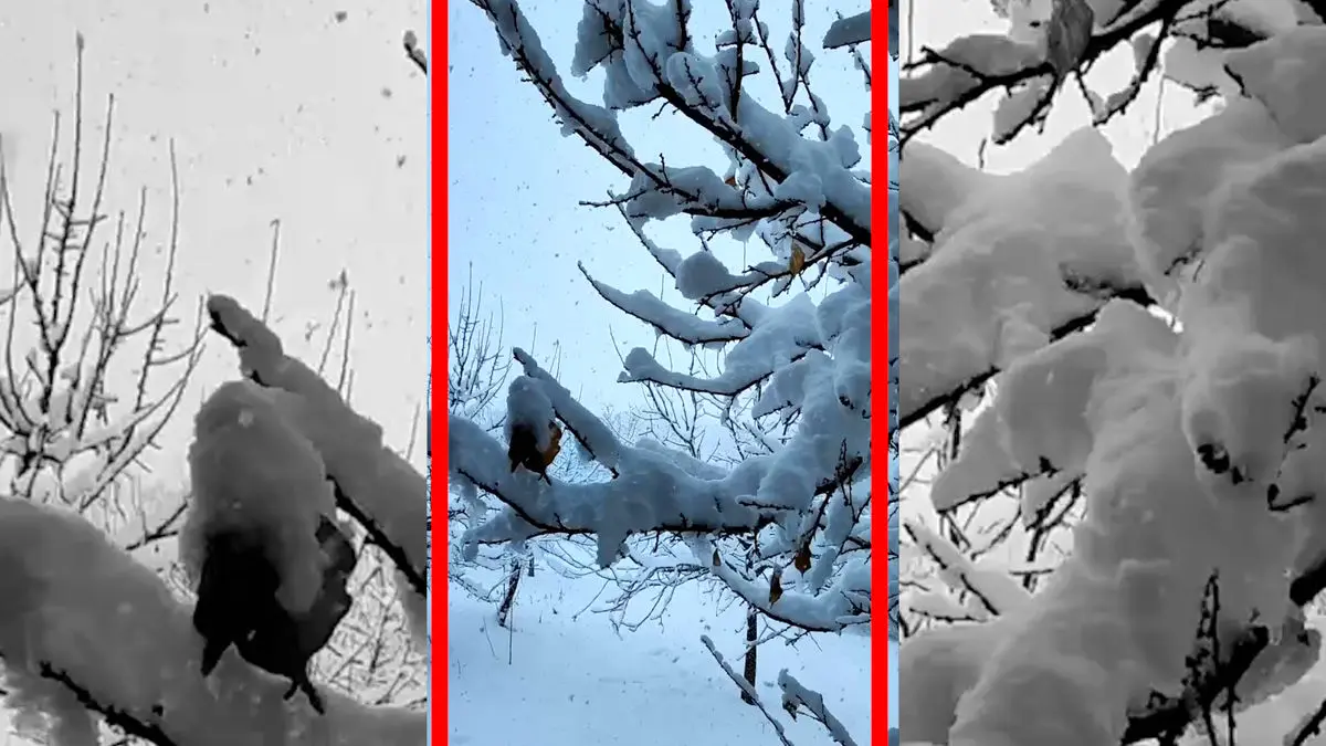 فیلم شدت گرفتن بارش برف در کوهرنگ