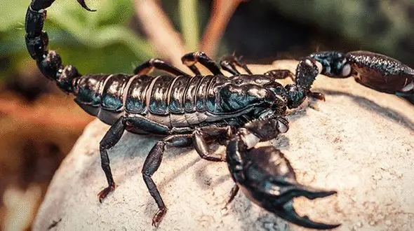 عجیب ترین عقرب مشاهده شد + فیلم