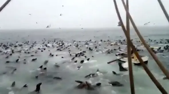 محاصره قایق در بین شیرهای دریایی